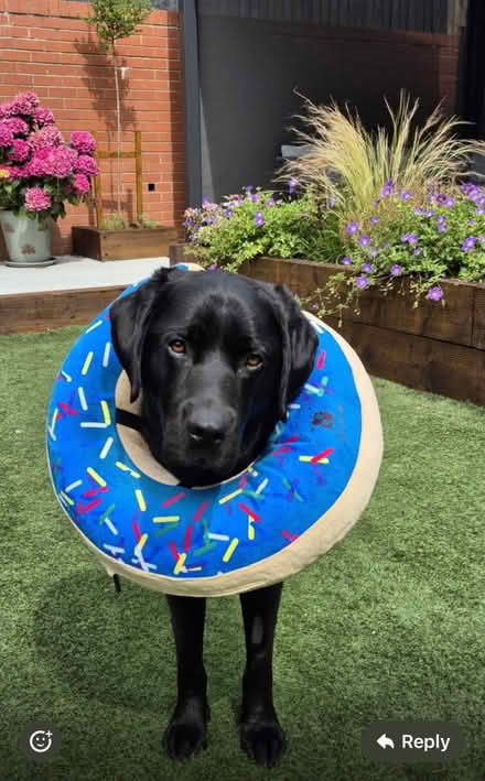 Photo of free Dog donut ring (post op) (Bishops Tachbrook CV33) #2