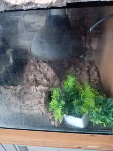 Photo of free Double vivarium (Bramley LS13) #4