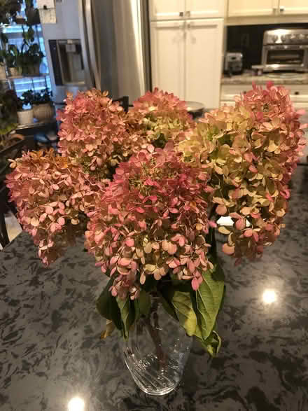 Photo of free Hydrangea blossoms bunch (L7L 7N1) #2