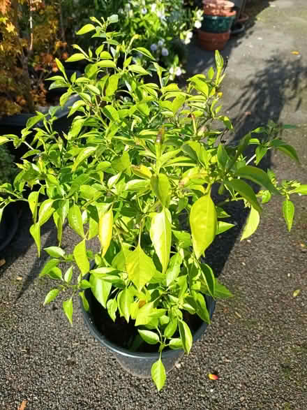 Photo of free Chilli pepper plant (Hockley Port B18) #1