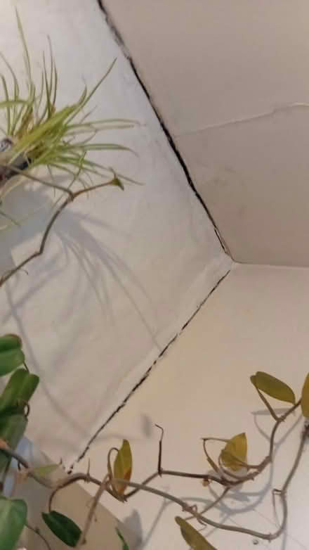 Photo of Filler for cracks in the walls (Upper oldfield park) #3