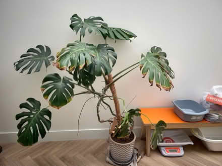 Photo of free Swiss Cheese Plant (Highgate N6) #4