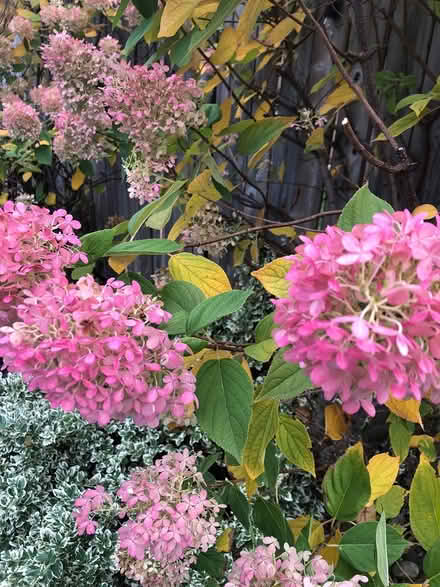 Photo of free Hydrangea blossoms bunch (L7L 7N1) #3