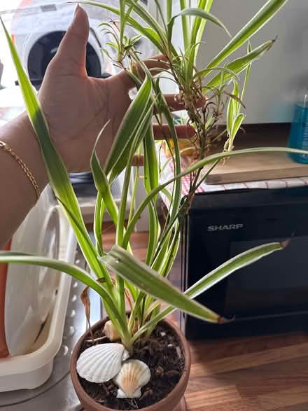 Photo of free Indoor plant (Drylaw EH4) #2