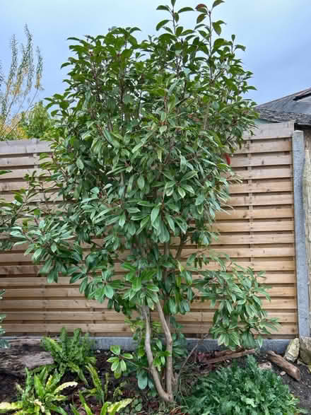 Photo of free Tall red robin shrub (1 of 2) (Florence Park OX4) #1