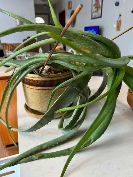 Photo of free Momma aloe (Bensenville) #1