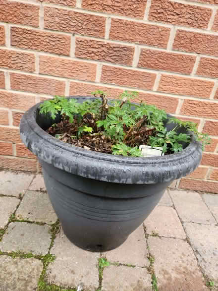 Photo of free Blackberry bushes (New Tupton S42) #1