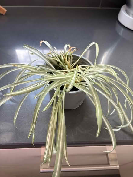 Photo of free Baby spider plant offer (Kennington OX14) #1