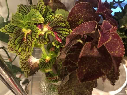 Photo of free Coleus clippings (L7L 7N1) #1