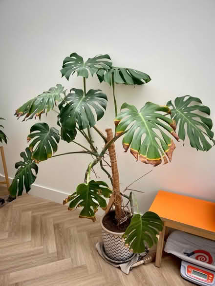 Photo of free Swiss Cheese Plant (Highgate N6) #1