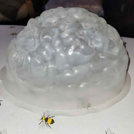 Photo of free Plastic Brain mould and heart mould (West Southbourne BH6) #4