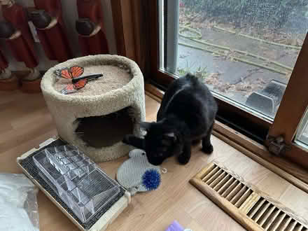 Photo of free Kitten supplies (White Bear Township, MN 55110) #2