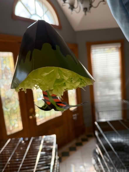 Photo of free With skirts with legs decor and hat (Downers Grove) #1