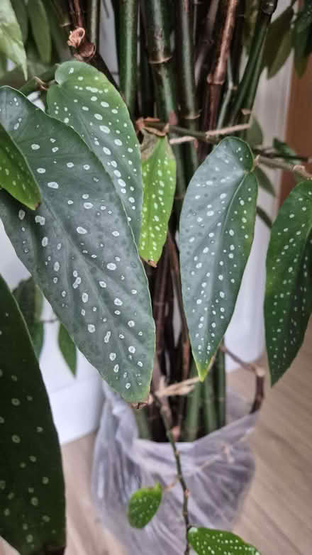 Photo of free Begonia tamaya (Bamboo begonia) (Kidlington OX5) #3
