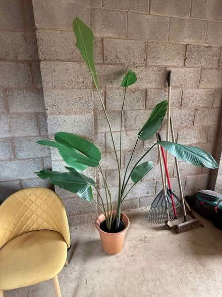 Photo of free 2 x artificial plant Ikea (Bloxham OX15) #1