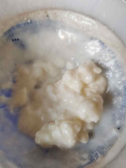 Photo of free Milk kefir grains (Risinghurst OX3) #1