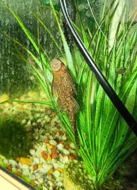 Photo of free Fish tank ~50ltr (Nether field road N12) #2
