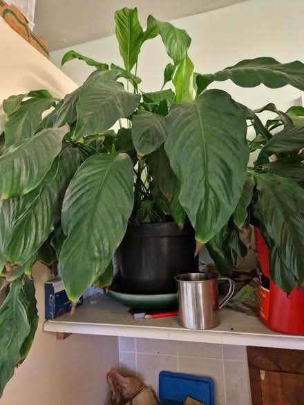 Photo of free Large peace lily (Wigmore HR6) #1