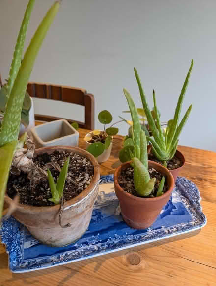 Photo of free Houseplants (Wokingham RG41) #1