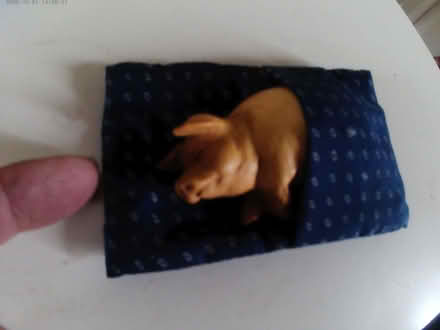 Photo of free pig in blanket (Dawley TF4) #1