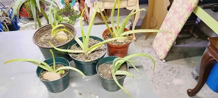 Photo of free Nine Aloe Plants (White Plains, New York) #1