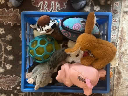 Photo of free Dog toys 🧸 (Belle Mead, NJ) #2