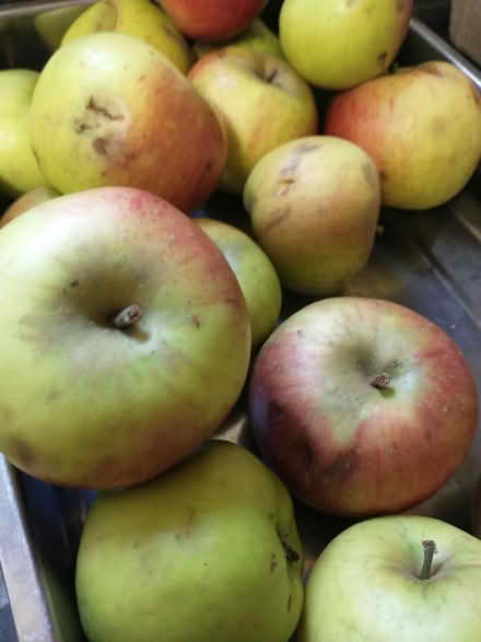 Photo of free Windfall Bramley apples (NE2 Spital Tongues) #1