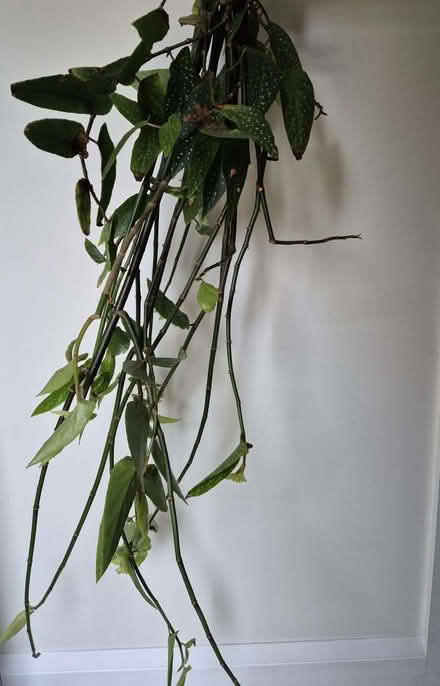Photo of free Begonia tamaya fresh cuttings (Bamboo begonia) (Kidlington OX5) #3