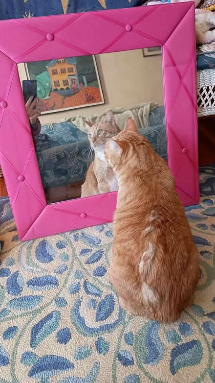 Photo of free Mirror with hot pink padded frame (Somerville, off Cedar St) #2