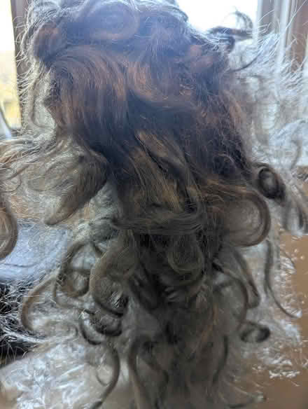 Photo of free Greyish Costume Wig (Ottawa) #2
