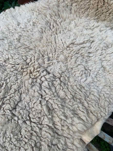 Photo of free Natural fleece (Oldfield Park) #2