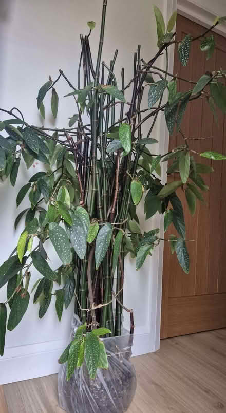 Photo of free Begonia tamaya (Bamboo begonia) (Kidlington OX5) #1