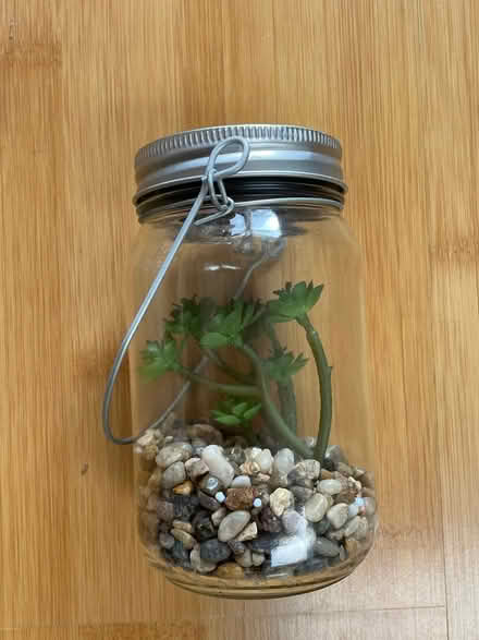 Photo of free Decorative succulent in a jar (Sunnyvale (Wolfe)) #2
