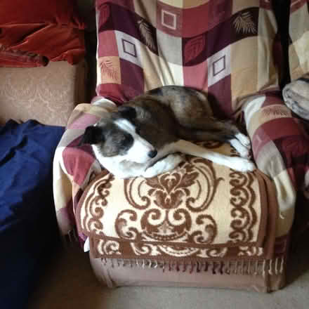 Photo of Dog bed (Holmfirth HD9) #2