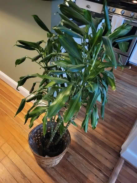 Photo of free Dracaena (Hill East) #1
