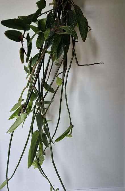 Photo of free Begonia tamaya fresh cuttings (Bamboo begonia) (Kidlington OX5) #2