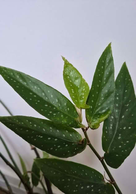 Photo of free Begonia tamaya fresh cuttings (Bamboo begonia) (Kidlington OX5) #1
