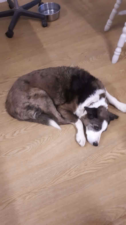 Photo of Dog bed (Holmfirth HD9) #1