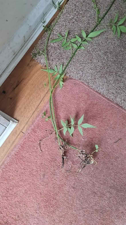 Photo of free Jasmine plants bare root (hanwell W7) #1