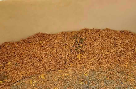 Photo of free Dry ash leaves (Gov Miles & Camino Carlos Rey) #1