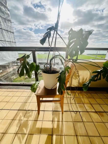 Photo of free Plant (First Avenue. Hove.) #1