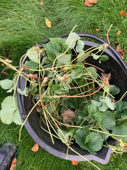 Photo of free Strawberry runners (Bilton CV22) #1