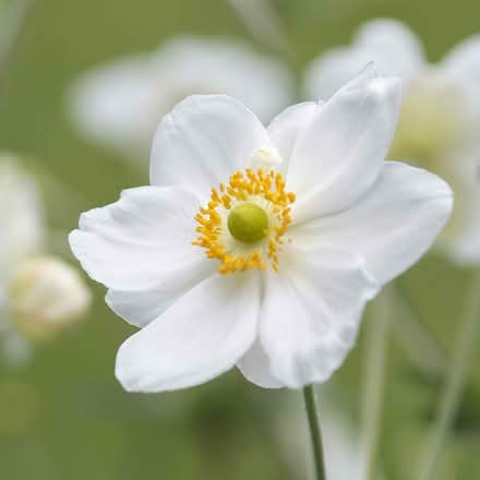 Photo of free White Japanese Anemone plants (Earls Barton NN6) #1