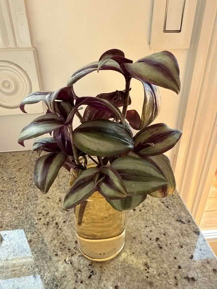 Photo of free Plant cuttings (Bloomingdale) #1