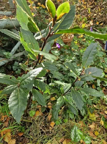 Photo of free Large Bay Tree (Wimborne Town centre, BH21) #1