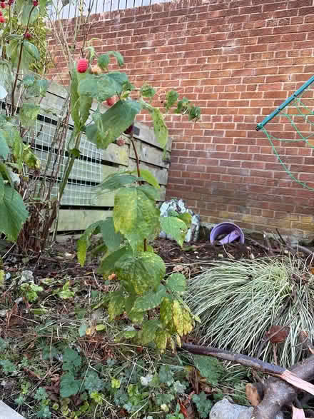 Photo of free Raspberry cane (East Craigs EH12) #1