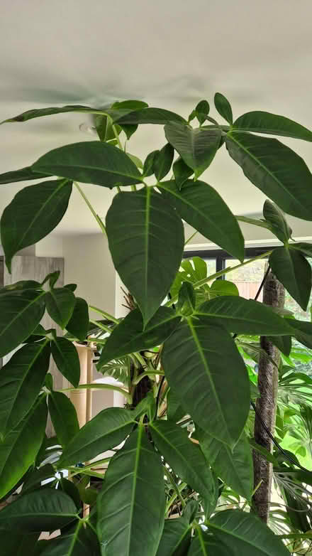 Photo of free Syngonium auritum (Bunny ears syngonium) (Kidlington OX5) #2