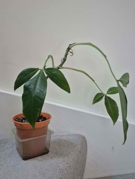 Photo of free Syngonium auritum (Bunny ears syngonium) (Kidlington OX5) #3