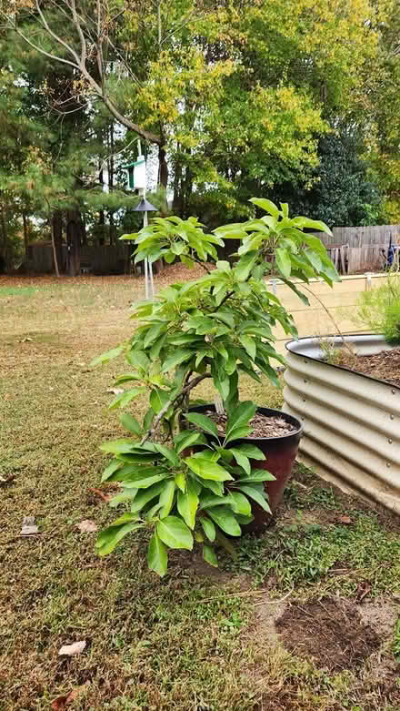 Photo of free Avocado tree (Apex-Ten Ten and Holly Springs) #1