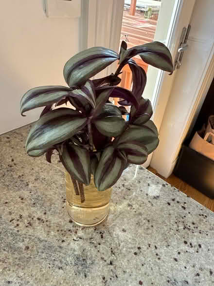 Photo of free Plant cuttings (Bloomingdale) #2